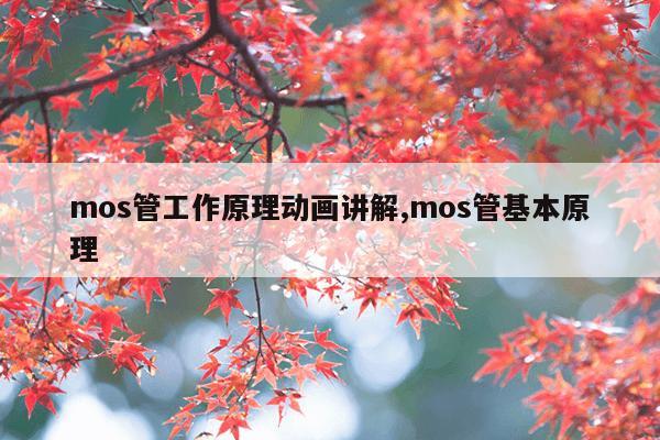 迅雷bt磁力天堂,种子搜索引擎 磁力岛